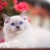 kitty12345