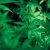 kushandmushroomstore