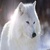ladywolf