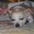 littlemax
