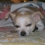 littlemax
