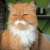 lovemypets2