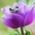 lynfrog