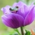 lynfrog