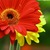 maja_chick