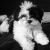 maltesegirl