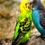 mayur12