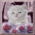 meow
