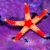 mobluangel