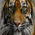 nicetiger