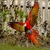 ninedez