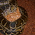 noelch1