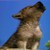 olivehowl2