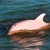 pengwen1111