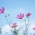 phiphung