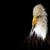pioneer7