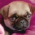 pugsRcool