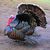 shadowturkey