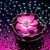 shayna
