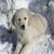 snowpup13