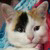 tonycat464