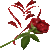 ungarilangi