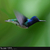 vallanna