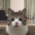 warriorcatlover