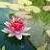water-lily