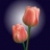 wildflower1555