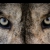 wolfeyesnc