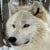 wolfeyesnc65