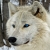 wolfeyesnc65