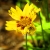 wolfluv4