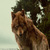 woofwoof3