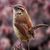 wren