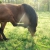 xXcowgirlXx