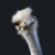 zygus
