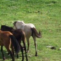 Three Horses Walking on Grass