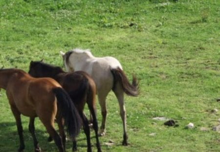 Three Horses Walking on Grass - grass, horses