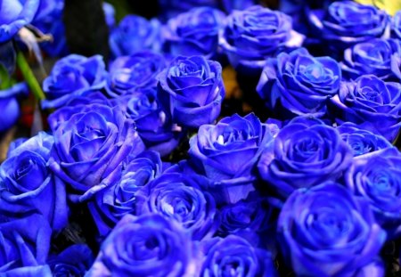 BLUE ROSES - roses, flowers, beauty, blue