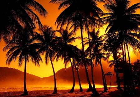 Palm trees at sunset