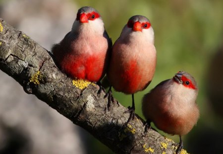 Rest on a tree - branches, adorable, animals, song, summer, three, red, rest, friends, sweet, tree, cute, sing, birds