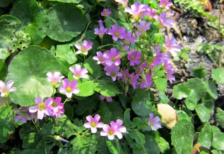 Tiny flowers - tiny, flowers, pretty, lovely