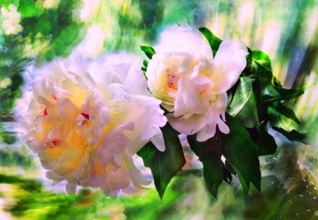 Spring Fantasy - abstract, photography, beauty, spring, peonies, flowers, fantasy, nature, color, wallpaper