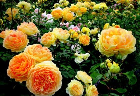 The joy of roses garden - vegetation, relaxation, roses, blossoms, yellow, beauty, pink, joy, flowers, white, nature, garden