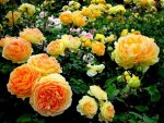 The joy of roses garden