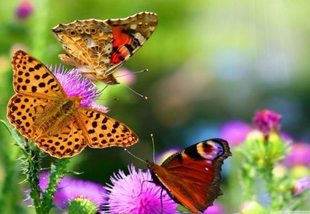 Butterflies and flowers - flowers, colors, beautiful, butterflies