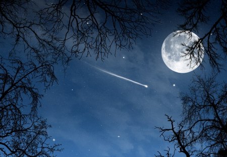 Magic night - moon, sky, night sky, stars, trees, night, star, blue, shooting star