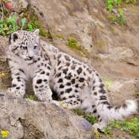 Snow leopard